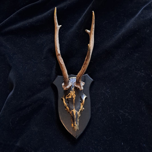 Dark Magic Deer Skull